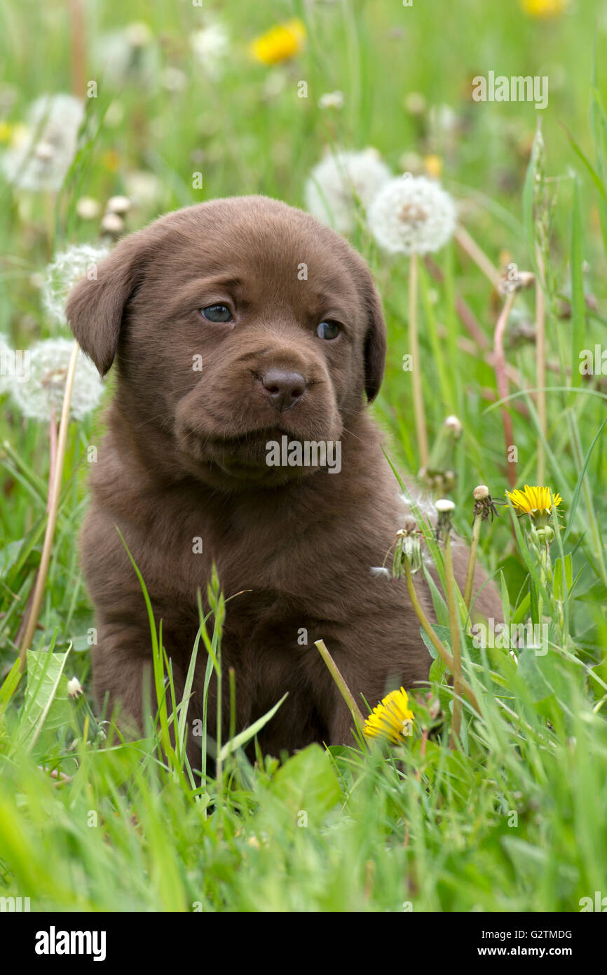 Chocolate golden cheap retriever puppies