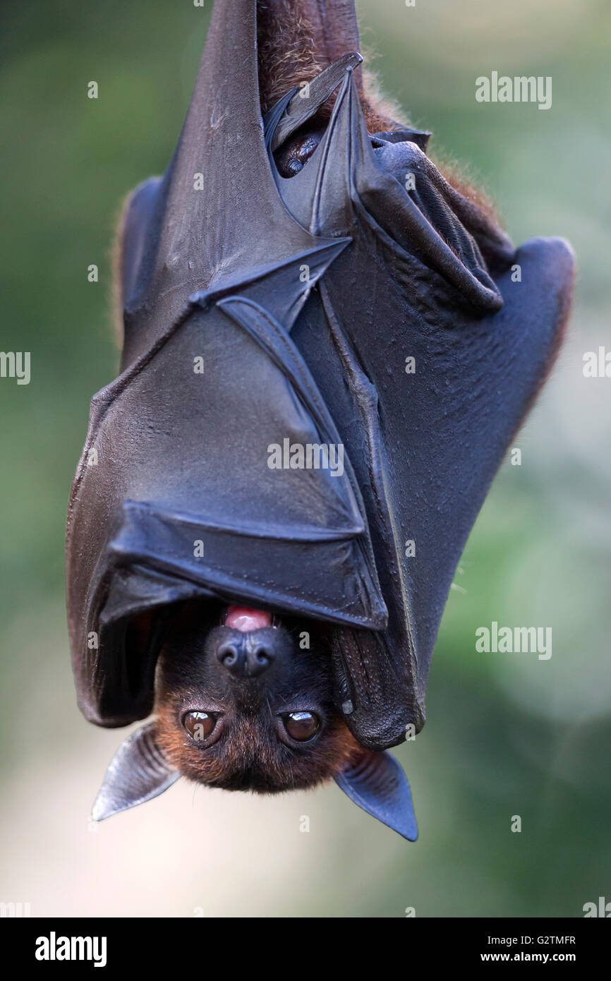 Indian flying fox or greater Indian fruit bat (Pteropus giganteus) hanging, captive Stock Photo