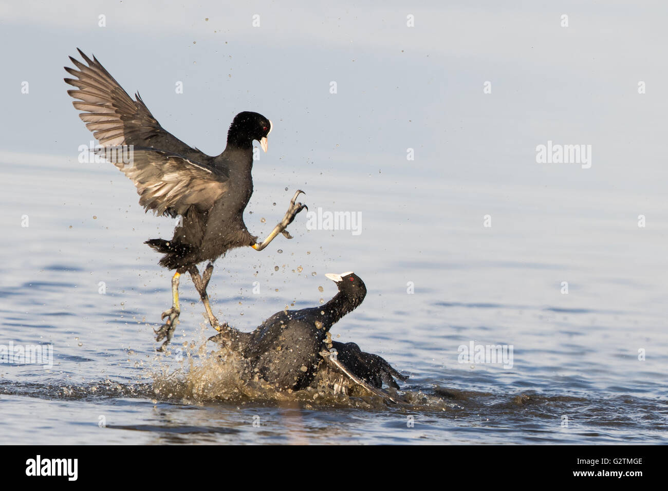 Fighting Coots (Fulica atra) defending their territory, rivals, Texel, province of North Holland, The Netherlands Stock Photo