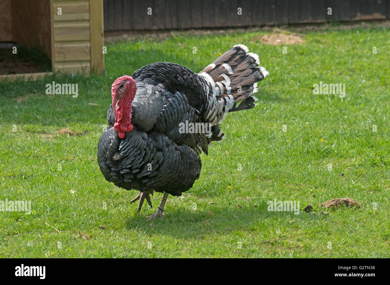 Turkey britain hi-res stock photography and images - Alamy