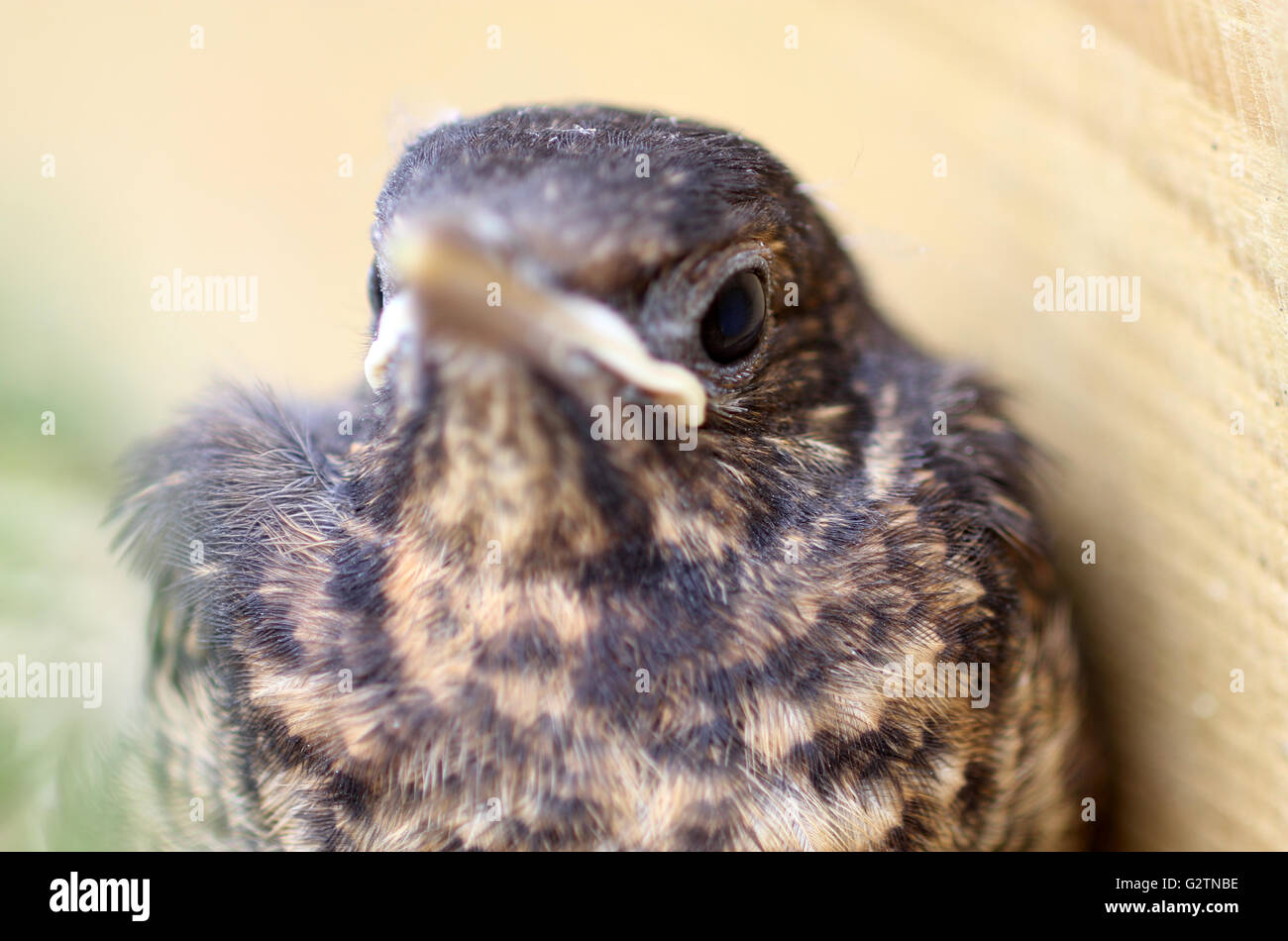 blackbird chick Stock Photo