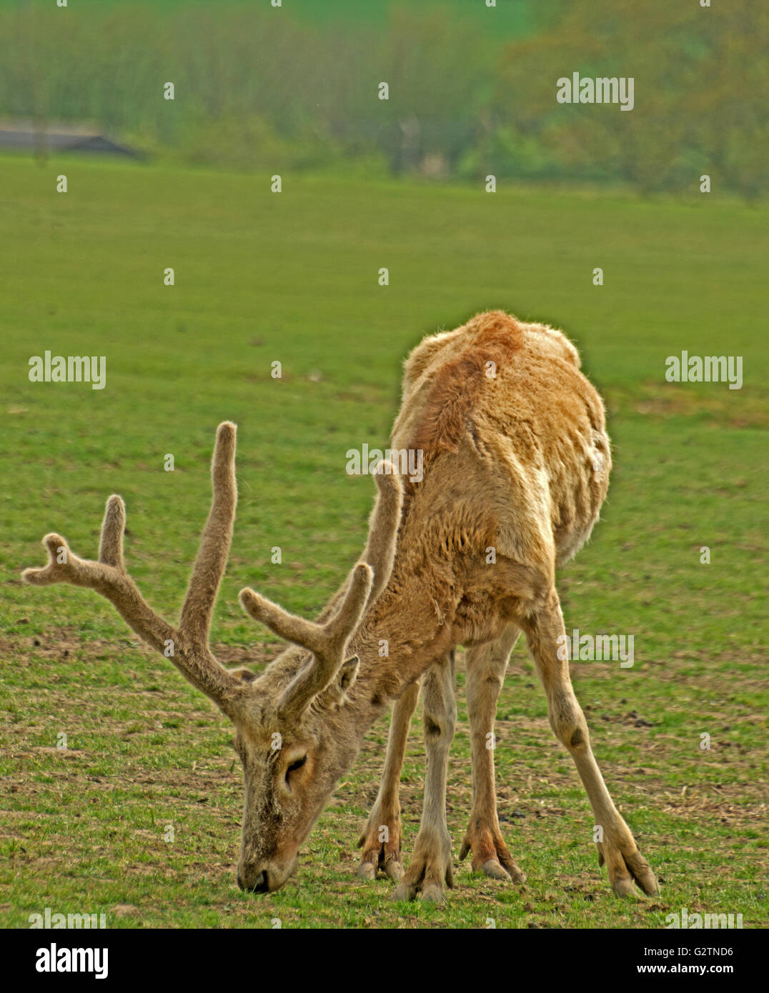 Pere David’s Deer, Elaphurus Davidianus, China Stock Photo