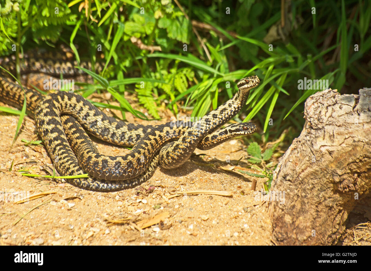 Adder Snake, Vipera Berus Venomous Stock Photo - Alamy
