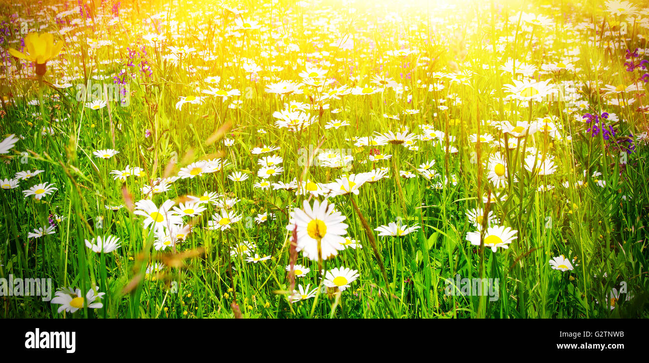 Field natural herbs sage hi-res stock photography and images - Alamy