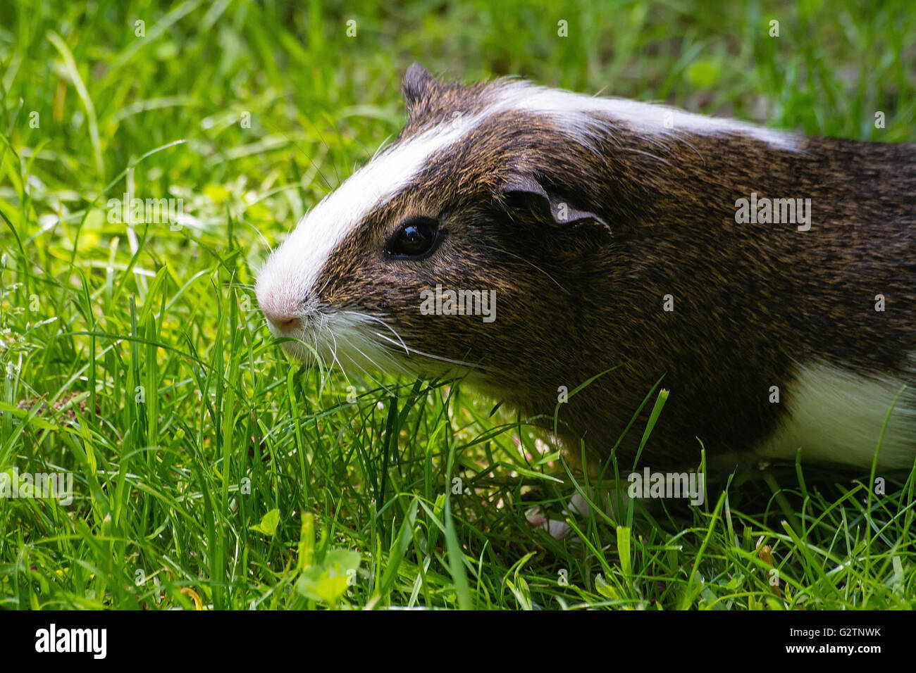 Guinea pig in the zoo in Krakow (Poland Stock Photo Alamy