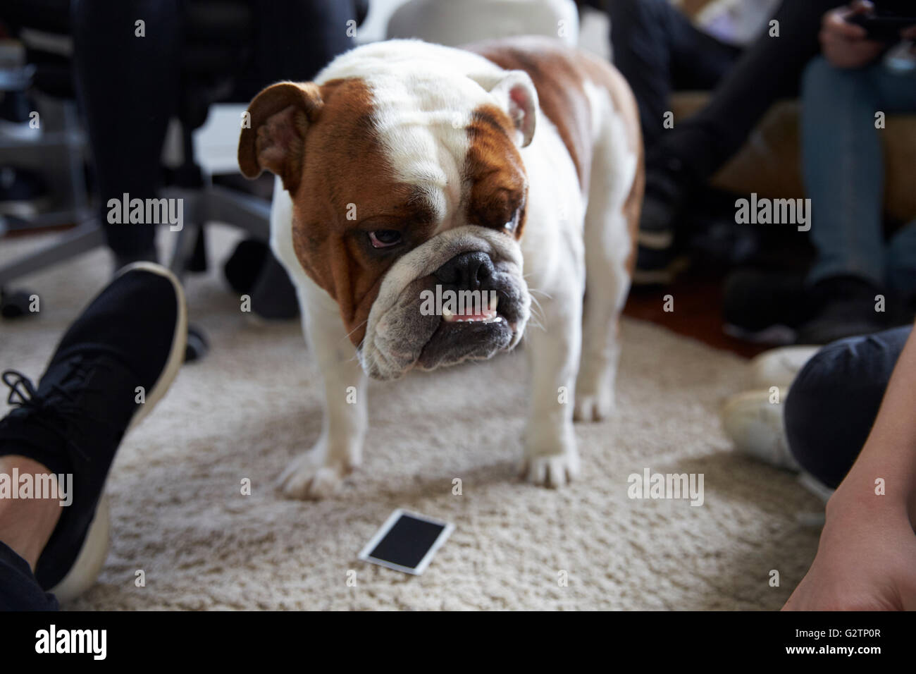 Portrait Of English Bulldog Standing On Rug Stock Photo - Alamy
