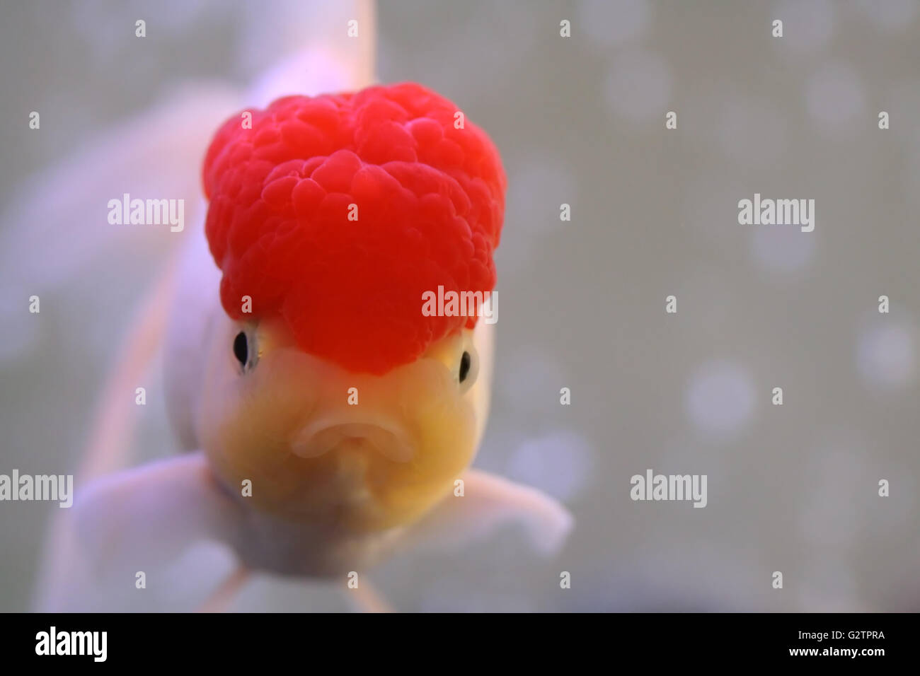 Red cap oranda goldfish, close-up Stock Photo