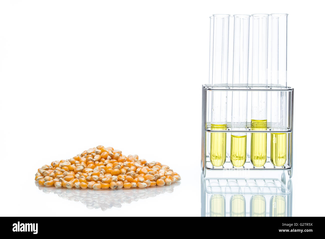 Research corn energy, biofuel and gmo in laboratory, yellow liquid in