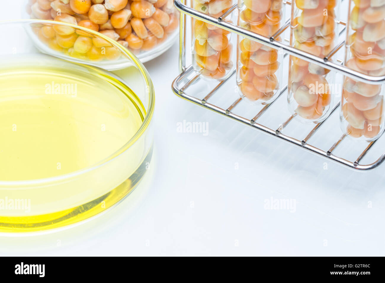 Research corn energy, biofuel and gmo in laboratory, yellow liquid in