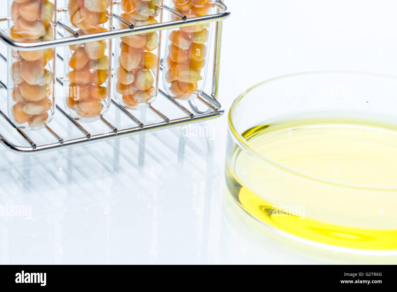 Research corn energy, biofuel and gmo in laboratory, yellow liquid in