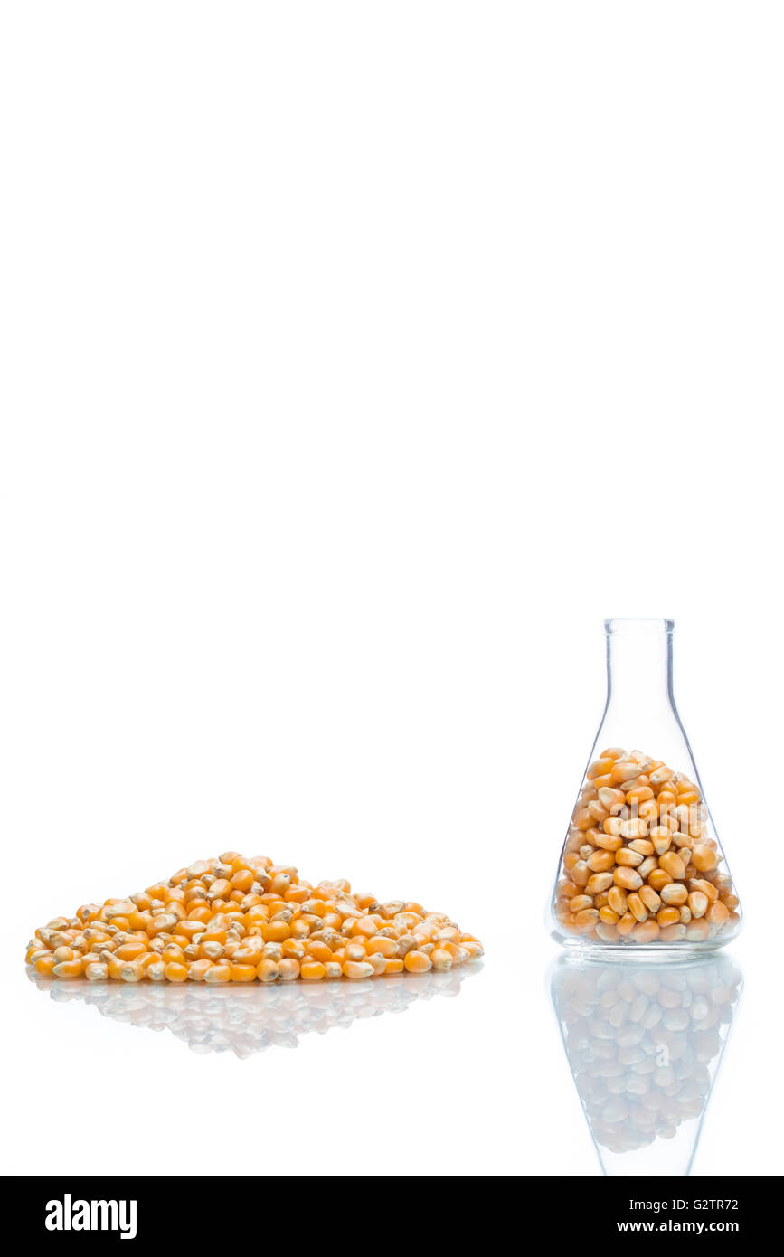 research corn in laboratory, biofuel and gmo Stock Photo