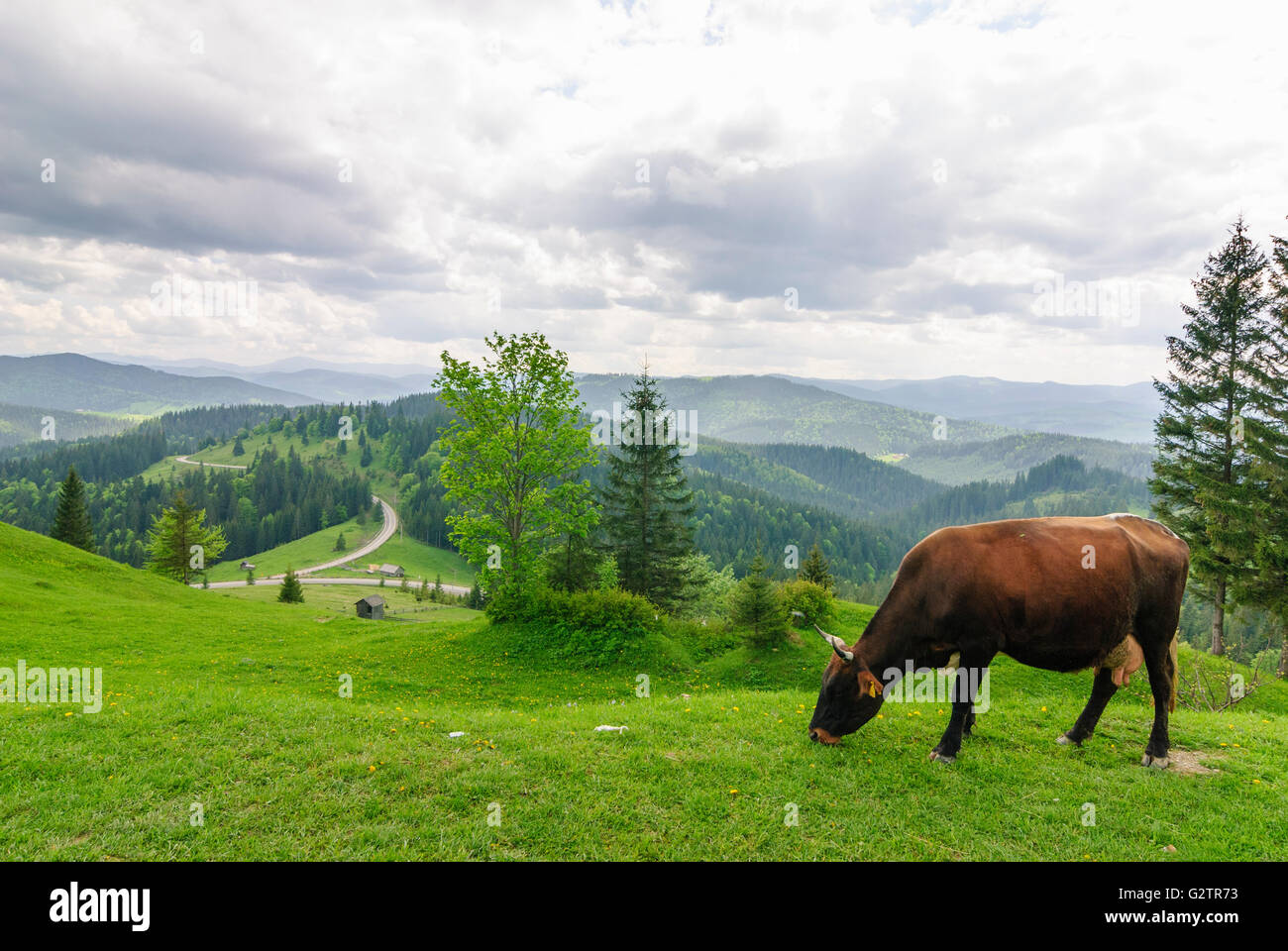 Subcarpathian landscape and mountains, Romania, Moldova, Moldavia, Moldau Carpathians, Sucevita Stock Photo