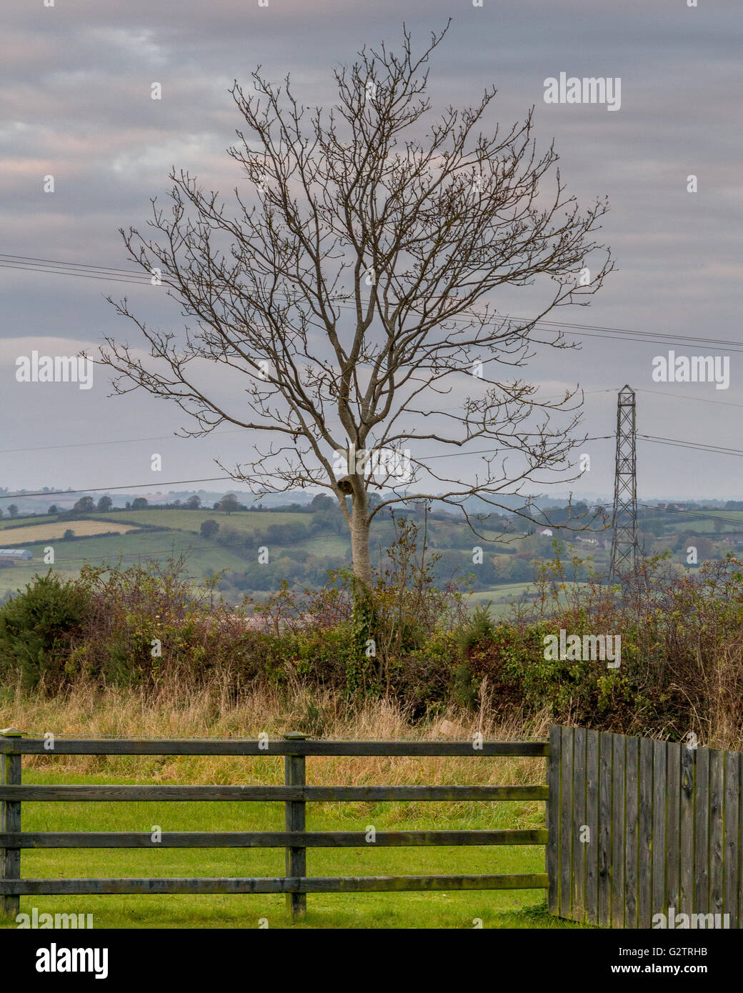 Tree in rural Northern Ireland farmland. Stock Photo