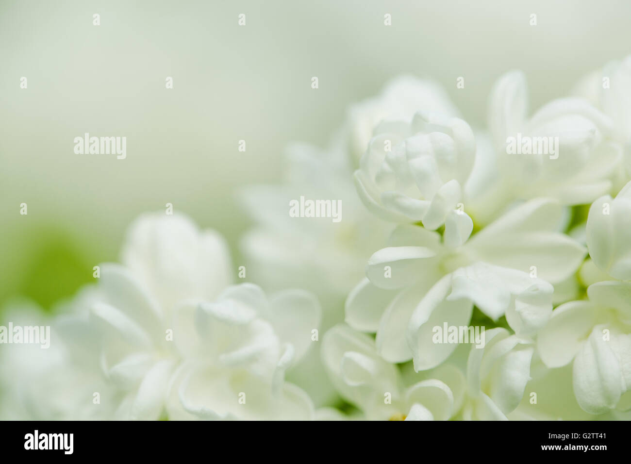 Beautiful pastel white Flowers on Elder Bush in Spring Stock Photo - Alamy