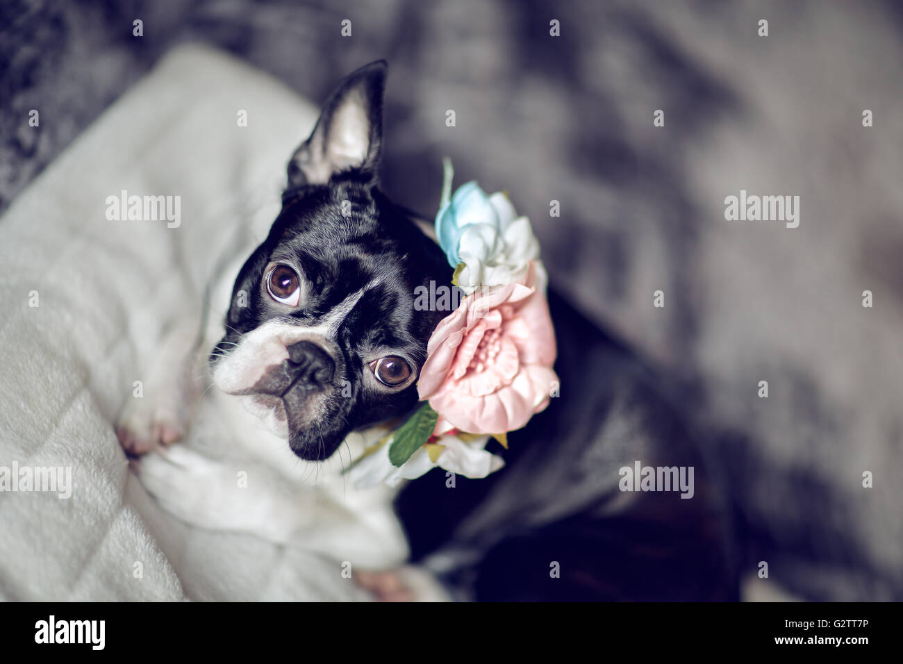 Portrait of a playful Boston Terrier Stock Photo Alamy