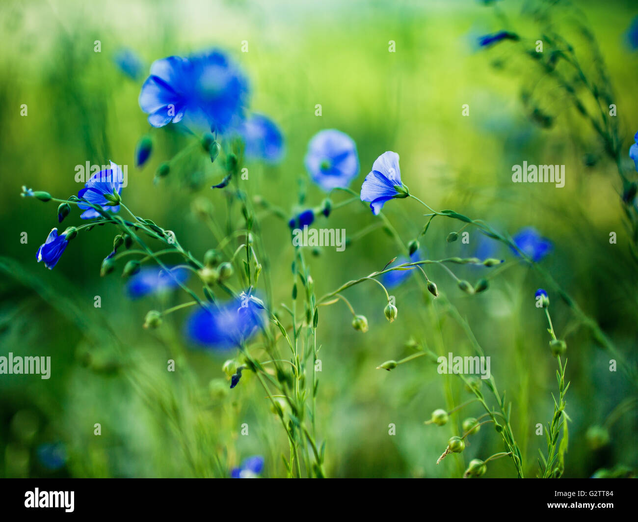 Blue Flower growing in Summer on the meadow on a sunny day Stock Photo