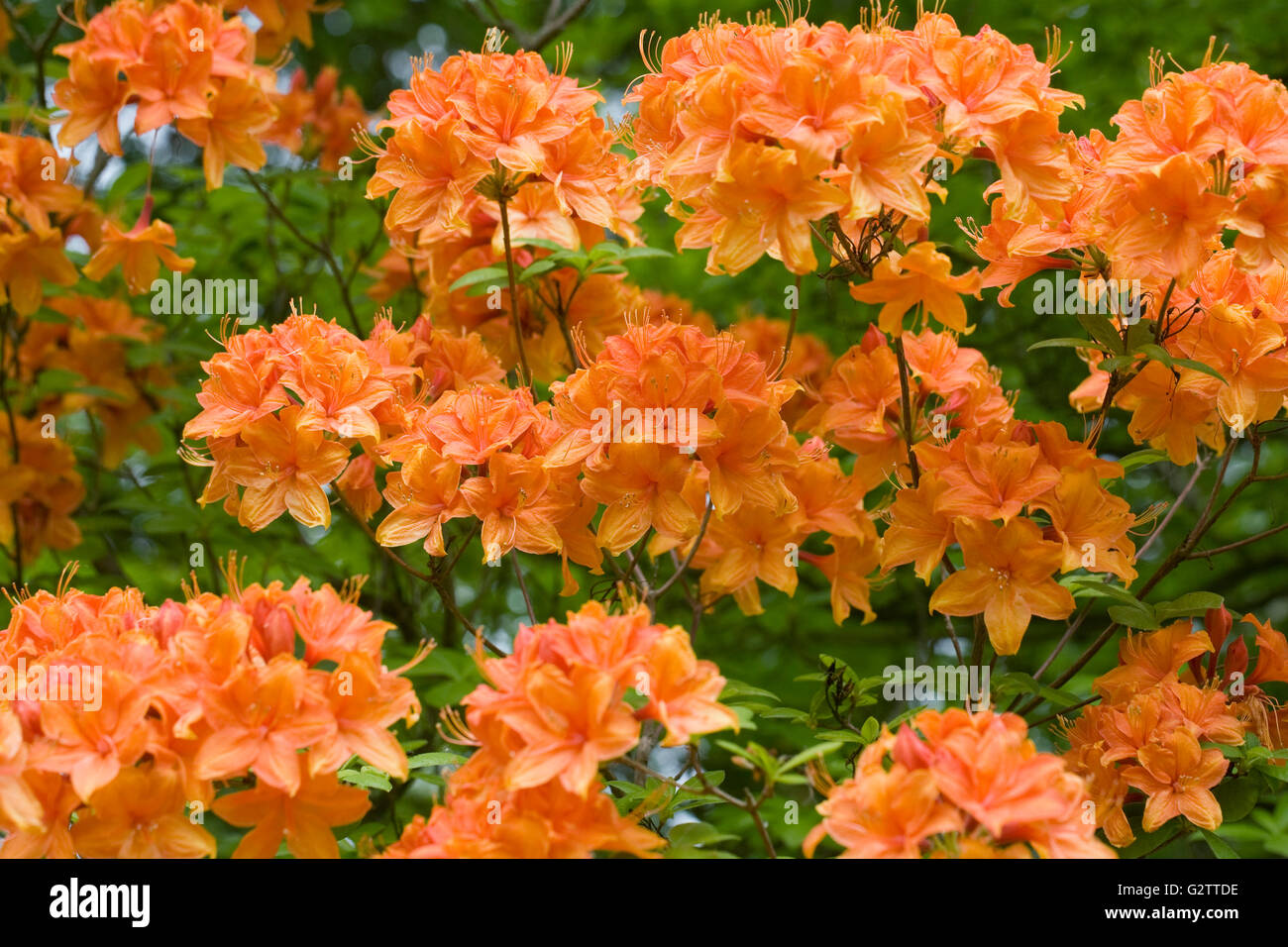 Orange flowered Rhododendron in the garden. Stock Photo