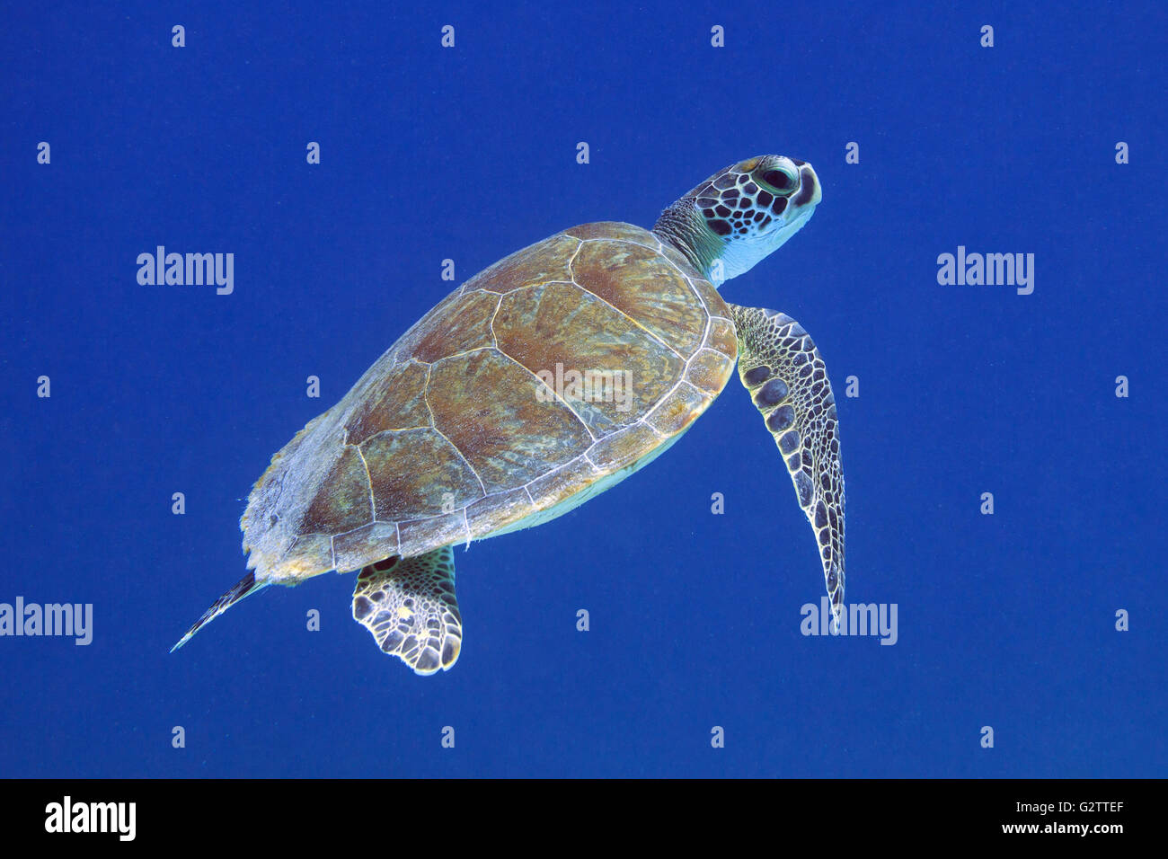 Turtle in the Caribbean sea around Bonaire. Hawksbill. Eretmochelys imbricata. Photo V.D. Stock Photo