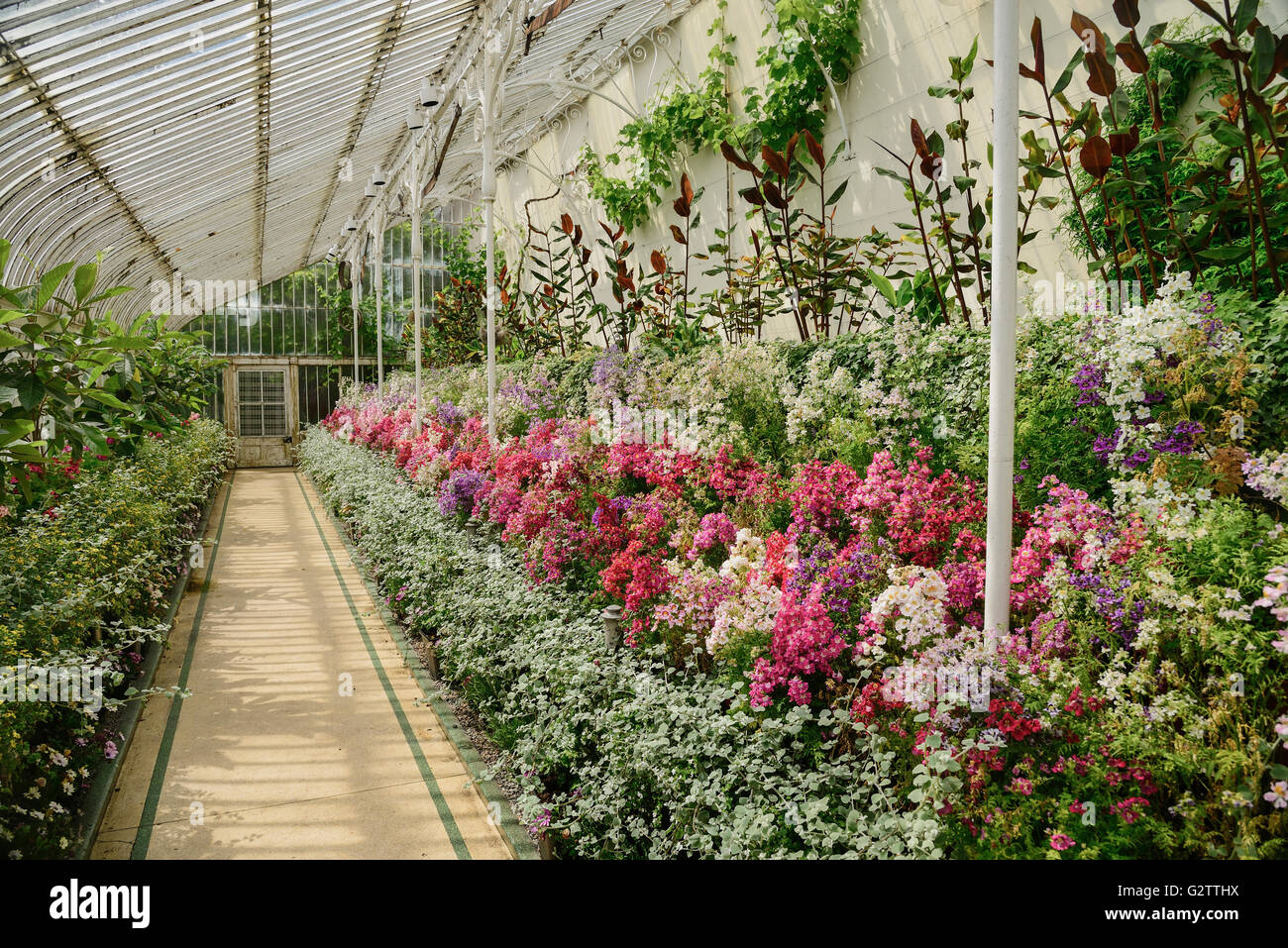 Ireland, Belfast, Botanic Gardens, Palm House with flowers. Stock Photo