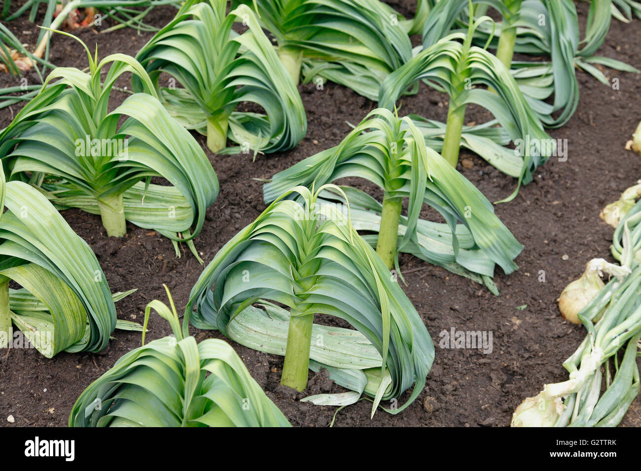 Plants, Vegetables, Leeks growing in rows Stock Photo Alamy