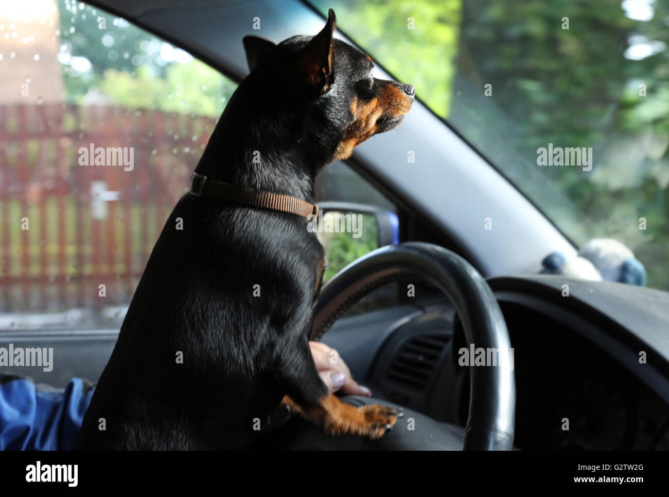 25.07.2015, Schwerin , Mecklenburg-Western Pomerania, Germany - Prague Ratter looking over the steering wheel of a car. 00S150725D804CAROEX.JPG - NOT for SALE in G E R M A N Y, A U S T R I A, S W I T Z E R L A N D [MODEL RELEASE: NOT APPLICABLE, PROPERTY RELEASE: NO, (c) caro photo agency / Sorge, http://www.caro-images.com, info@carofoto.pl - Any use of this picture is subject to royalty!] Stock Photo
