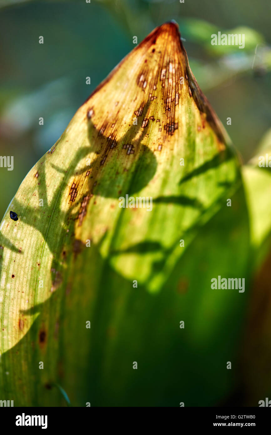 03.10.2015, Berlin, Berlin, Germany - Silhouettes of fruit from Maigloeckchen. 00Y151003D023CAROEX.JPG - NOT for SALE in G E R M A N Y, A U S T R I A, S W I T Z E R L A N D [MODEL RELEASE: NOT APPLICABLE, PROPERTY RELEASE: NO, (c) caro photo agency / Teich, http://www.caro-images.com, info@carofoto.pl - Any use of this picture is subject to royalty!] Stock Photo