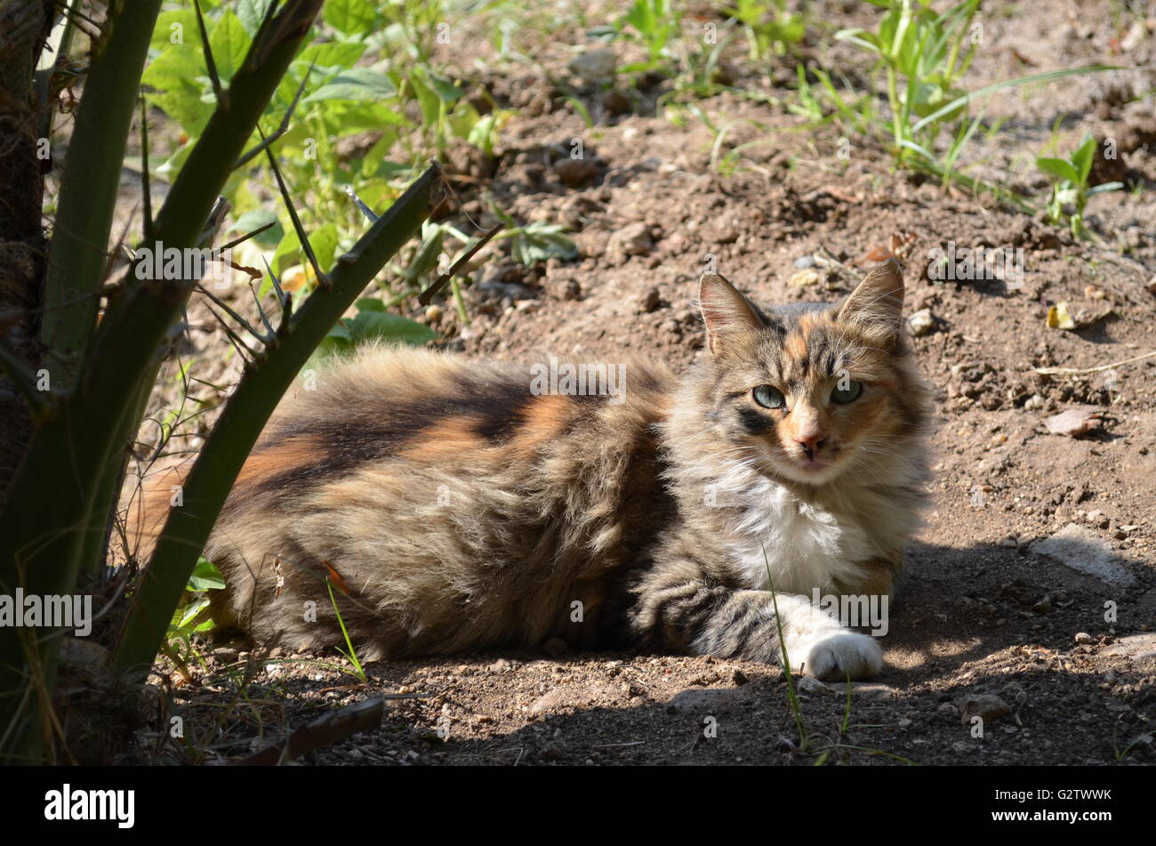 Egyptian Cat High Resolution Stock Photography and Images - Alamy
