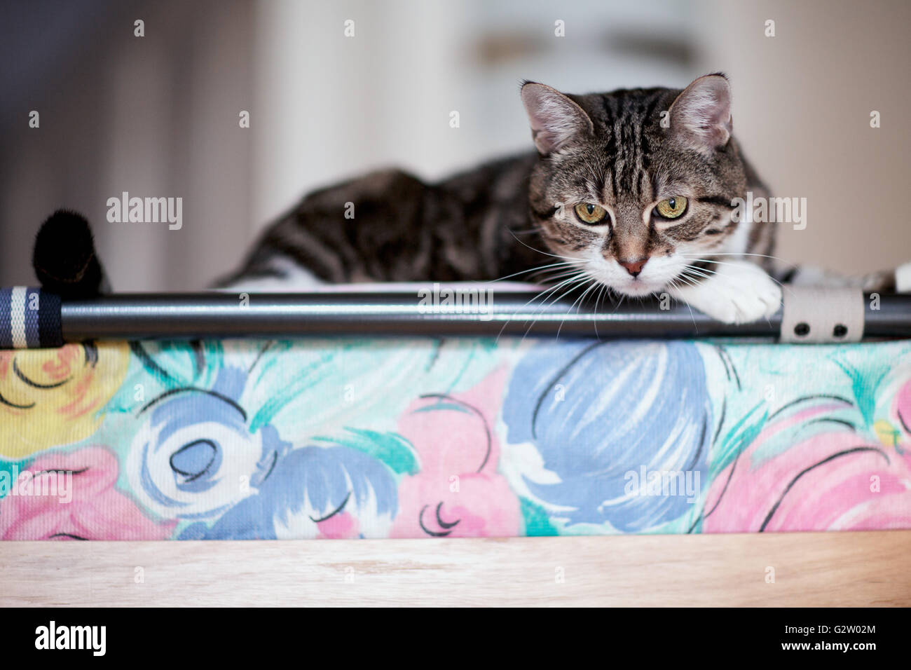 Animal Portrait of a house cat while playing and relaxing Stock Photo ...