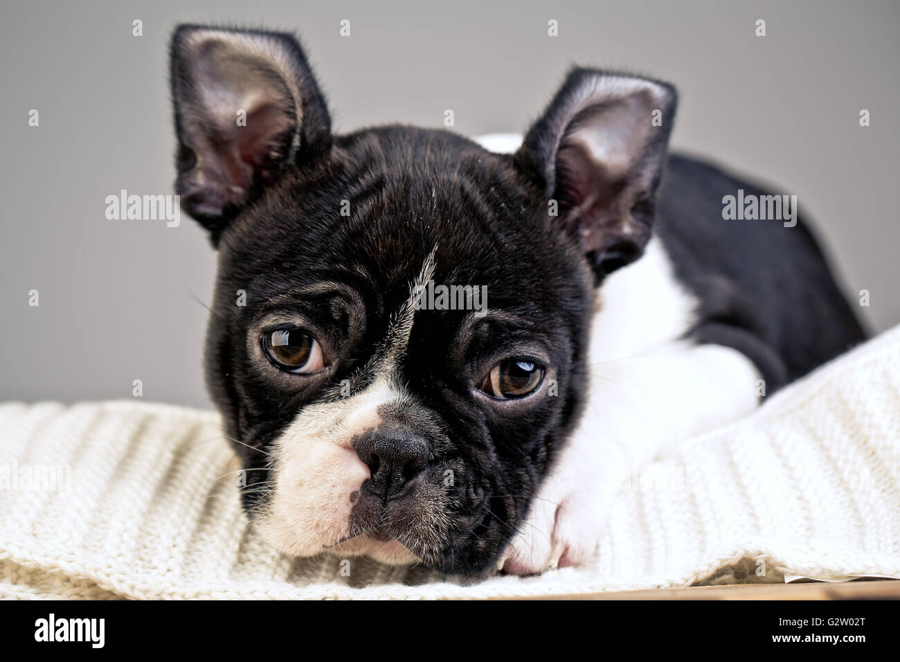 Young Boston Terrier Puppy Stock Photo