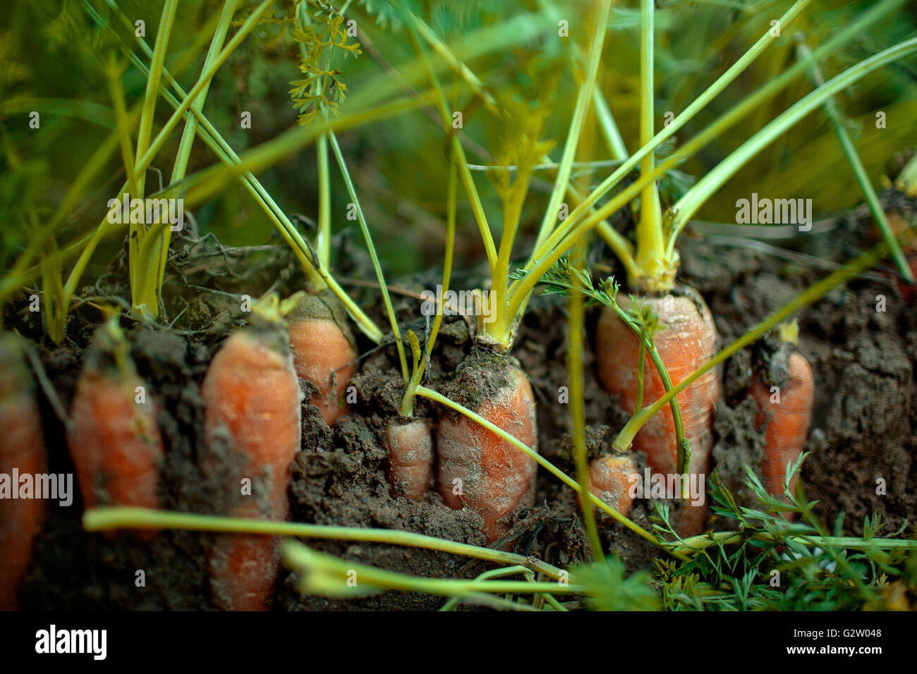Carrots growing in the field ready for the harvest in autumn Stock