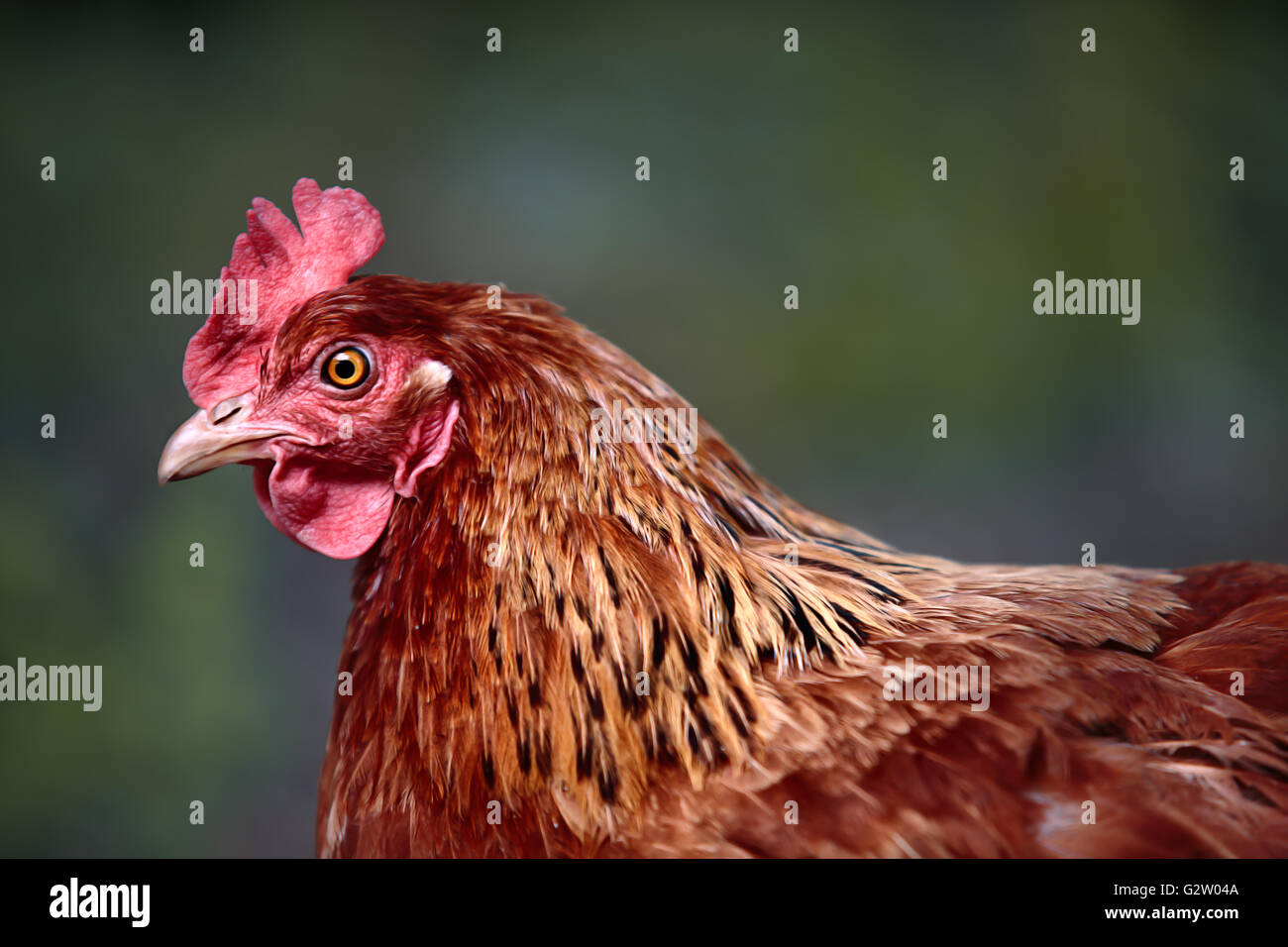 Portrait of a bright brown and red colored house chicken on the farm Stock Photo
