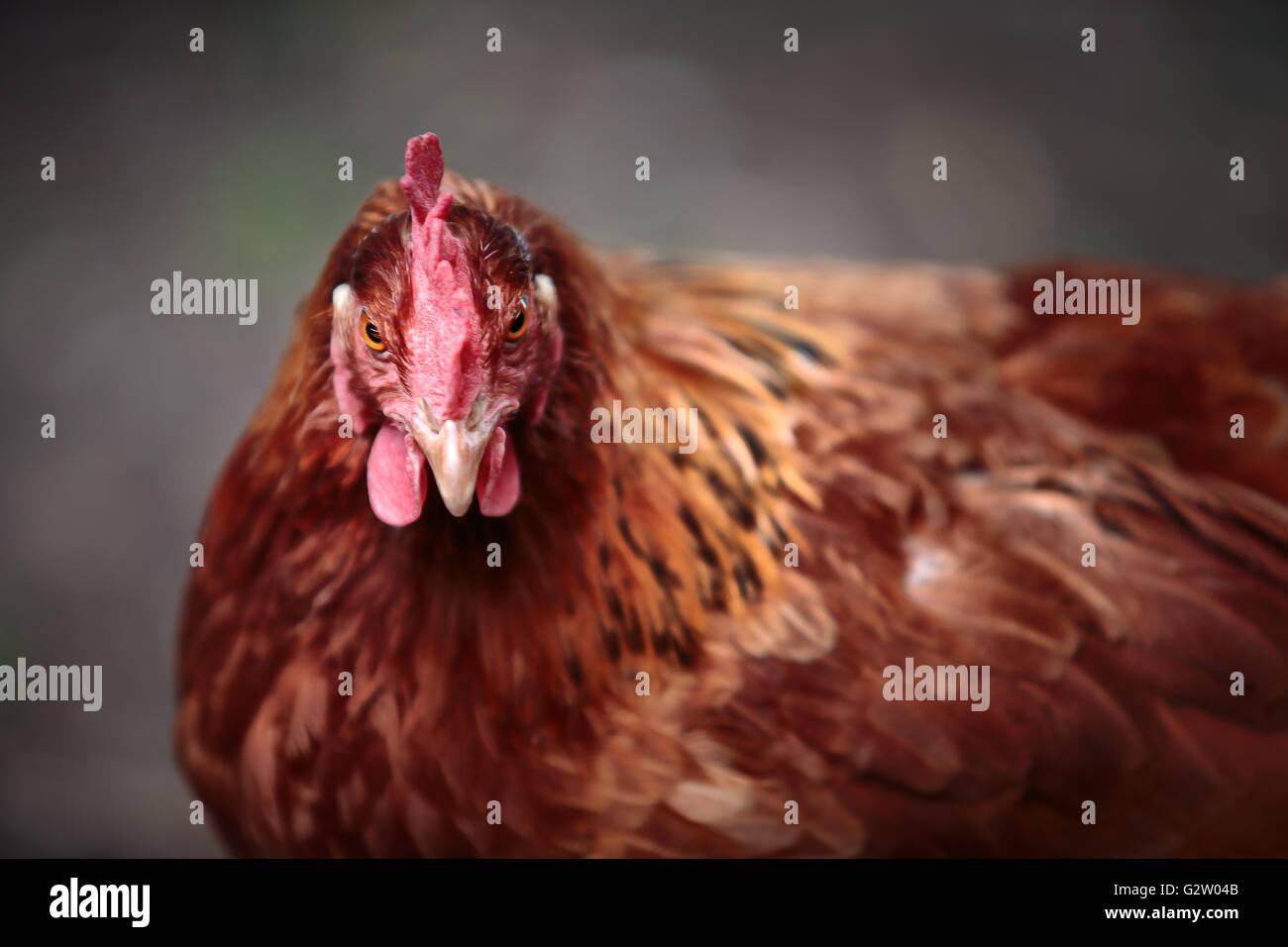 Portrait of a bright brown and red colored house chicken on the farm Stock Photo