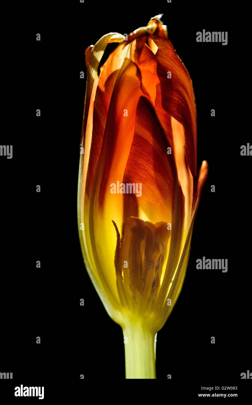 Tulip cut in half with backlight on black background Stock Photo