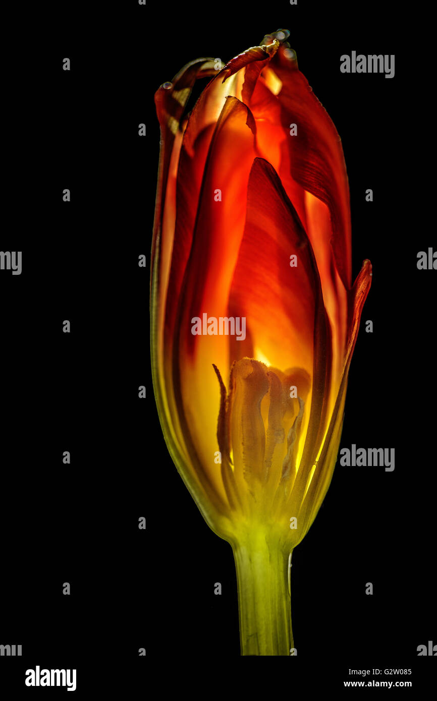 Tulip cut in half with backlight on black background Stock Photo