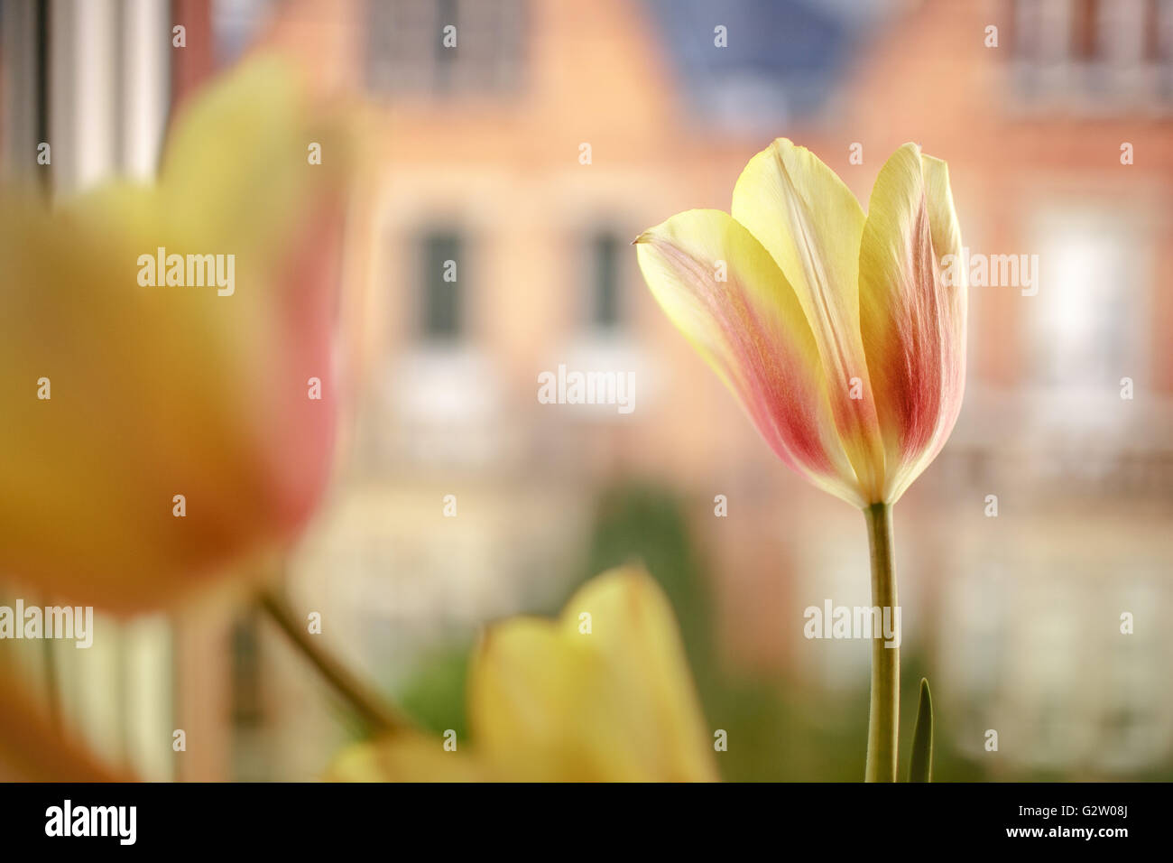 Tulips as window decoration in the living room window with street background Stock Photo