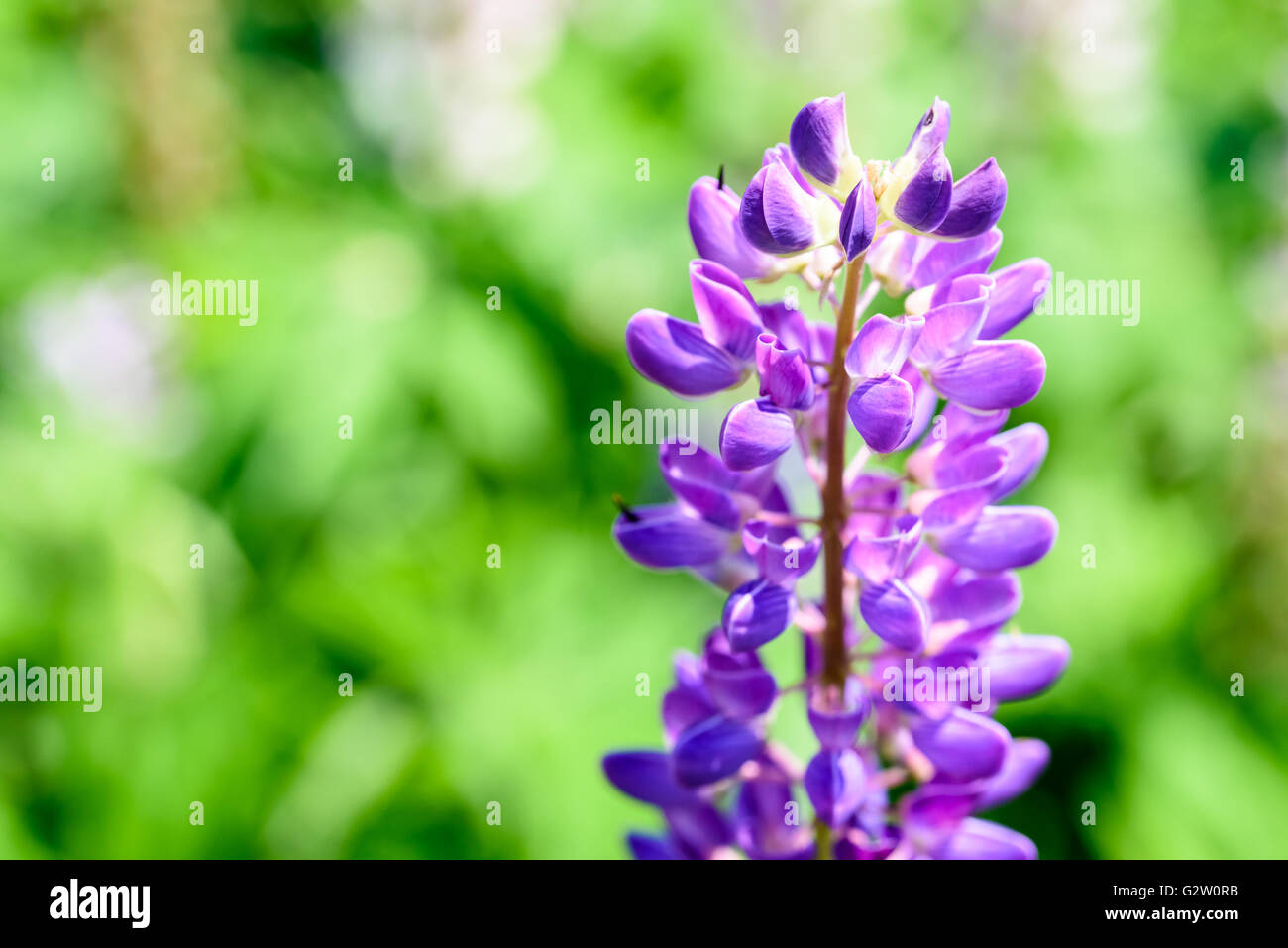 Purple And Pink Snapdragon Flowers In Spring Stock Photo Alamy