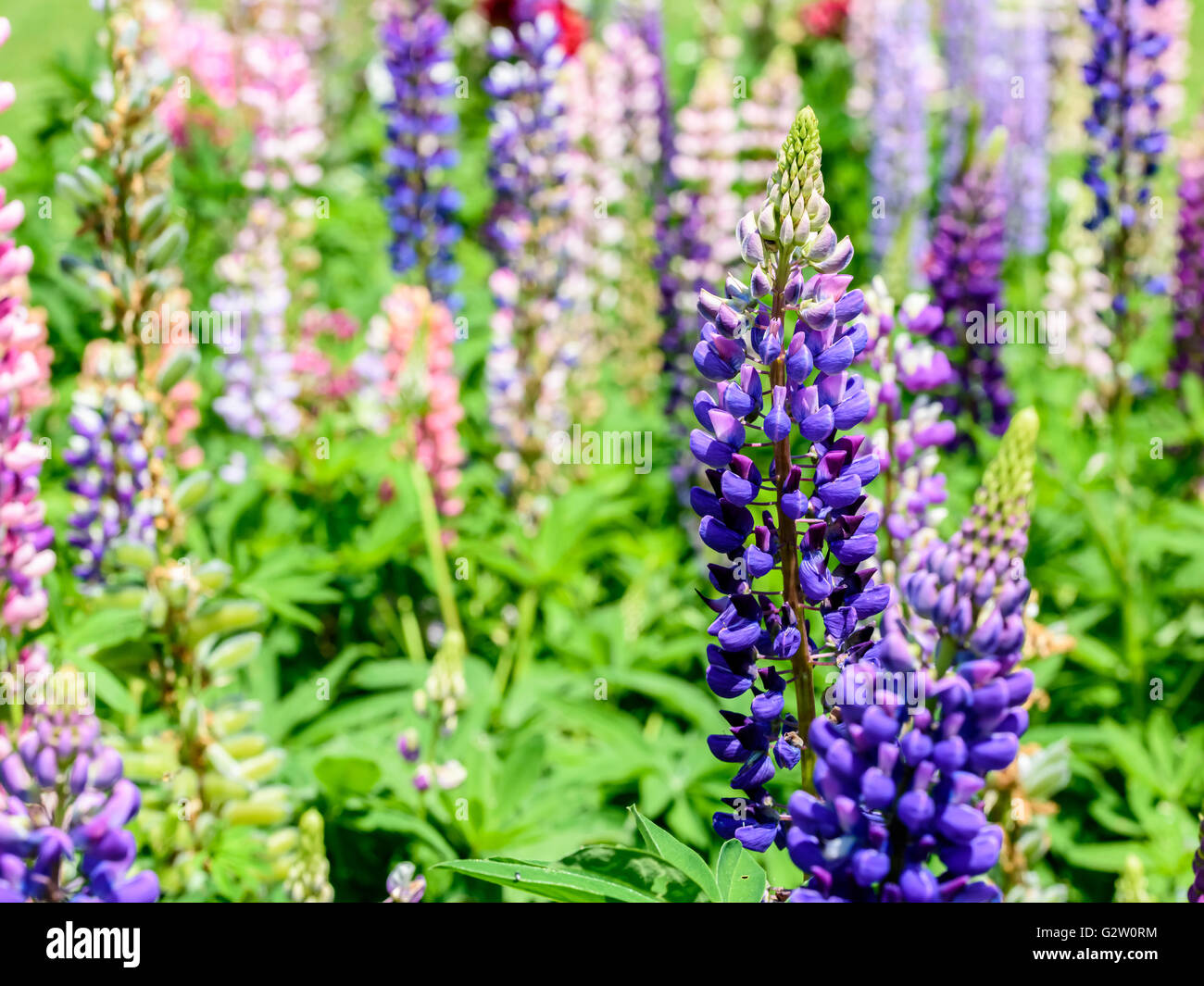 Purple And Pink Snapdragon Flowers In Spring Stock Photo