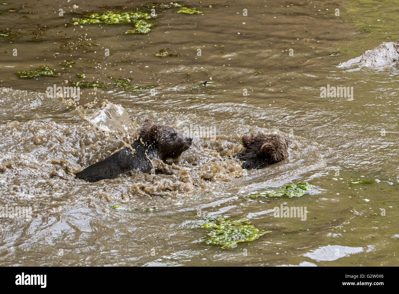 Crossing Bears Hi res Stock Photography And Images Alamy Crossing bears hi res stock photography and images alamy