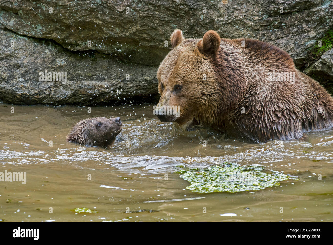 Female brown bear (Ursus arctos) watching cub learning to swim in water of  pond in spring Stock Photo - Alamy