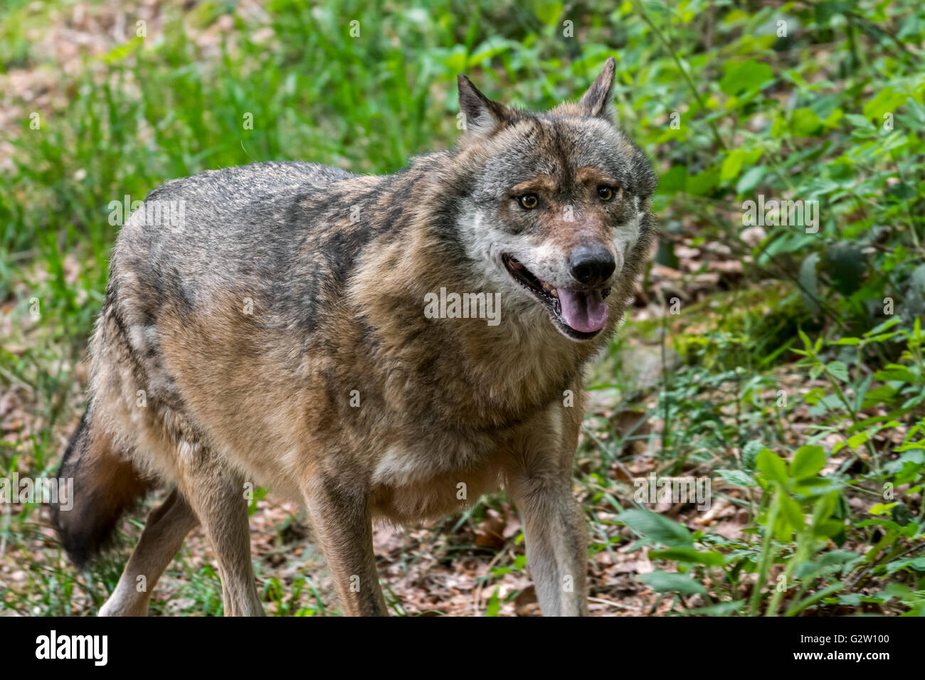 Close up portrait of solitary gray wolf / grey wolf (Canis lupus) in ...