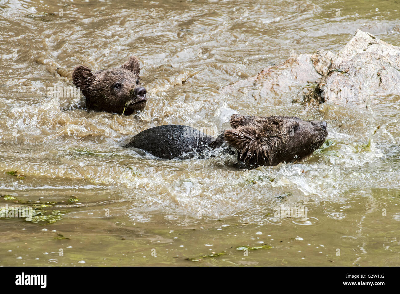 Two brown bear (Ursus arctos) cubs crossing river in spring Stock Photo ...
