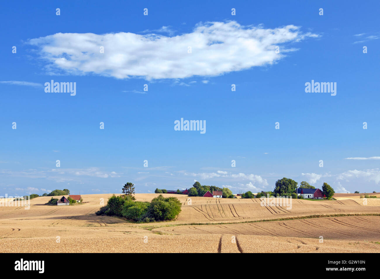 Wheatfield and desolate farms in summer, Skane / Scania, Sweden Stock Photo