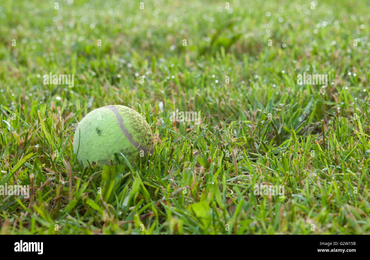 tennis ball on green grass Stock Photo Alamy