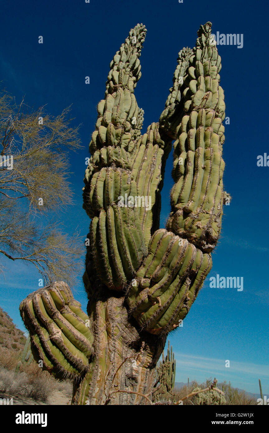 Large gnarled Mexican cactus Stock Photo