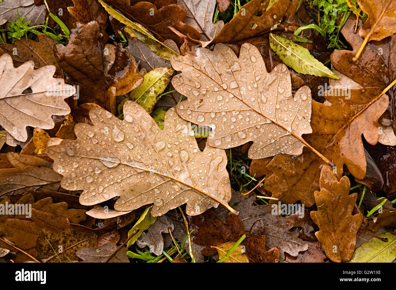 Close up of English Oak leaves that have changed colour and fallen to the ground in autumn. Willow leaves visible. Stock Photo