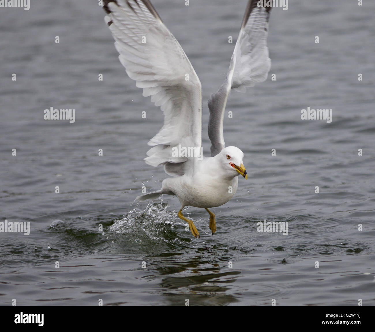 Isolated photo of a gull taking off from the water Stock Photo - Alamy