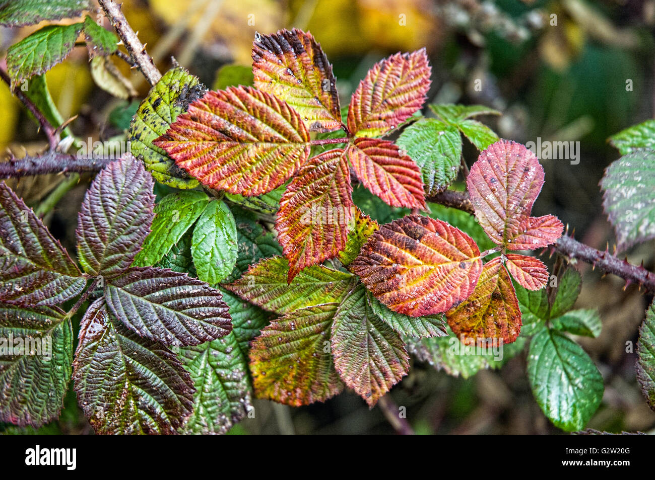 Bramble or Blackberry (Rubus fruticosus) leaves in autumn showing beautiful colors Stock Photo