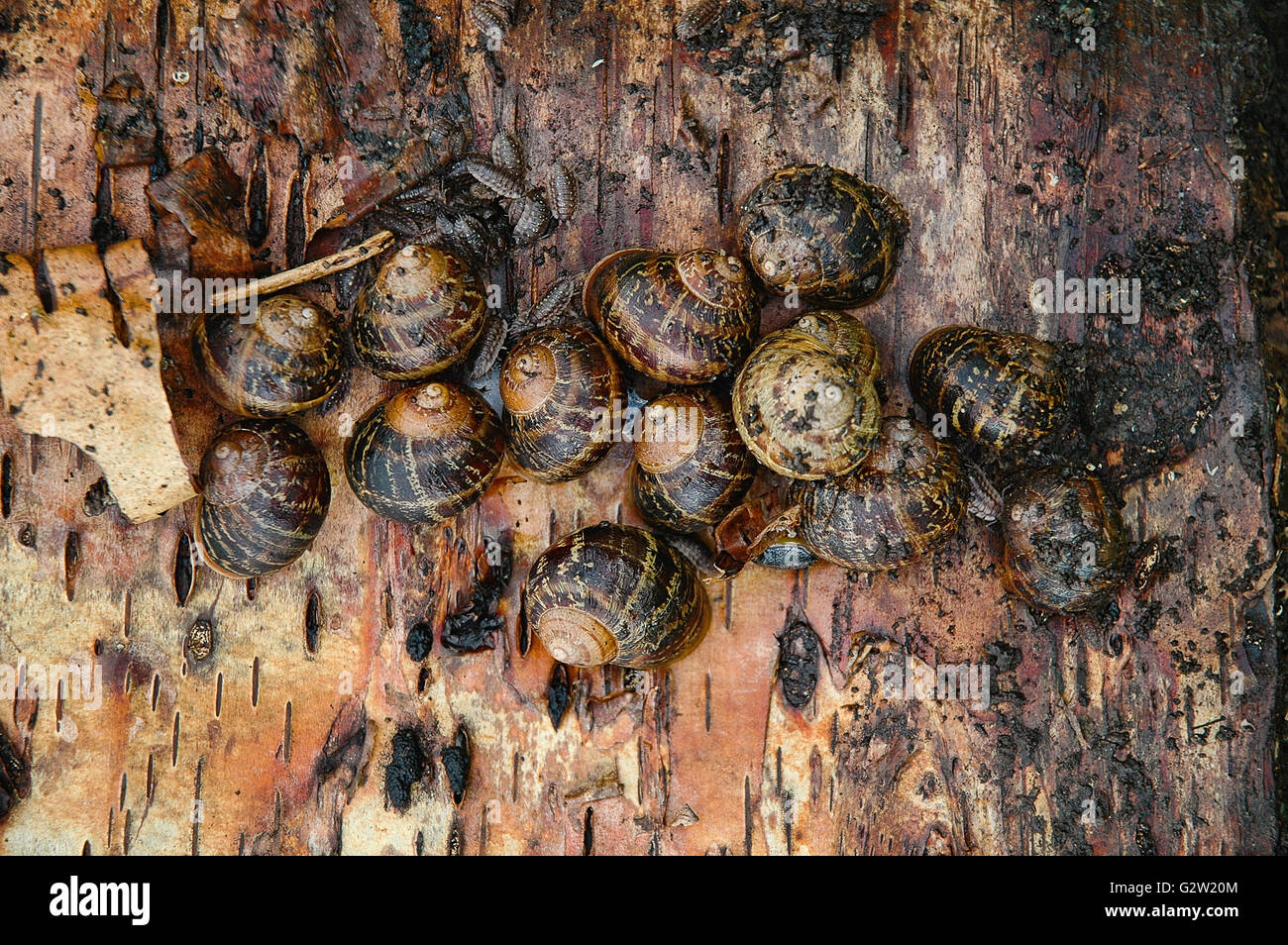 Garden Snail (Cornu aspersum) on a tree trunk in its natural habitat Stock Photo