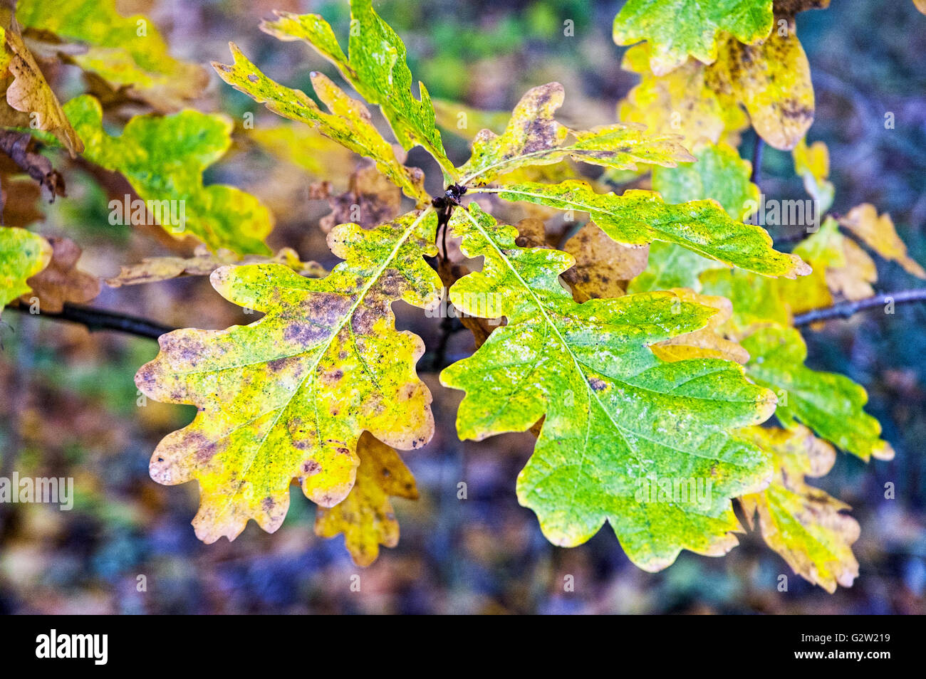 Close up of English Oak (Quercus robur) leaves changing colour in autumn Stock Photo