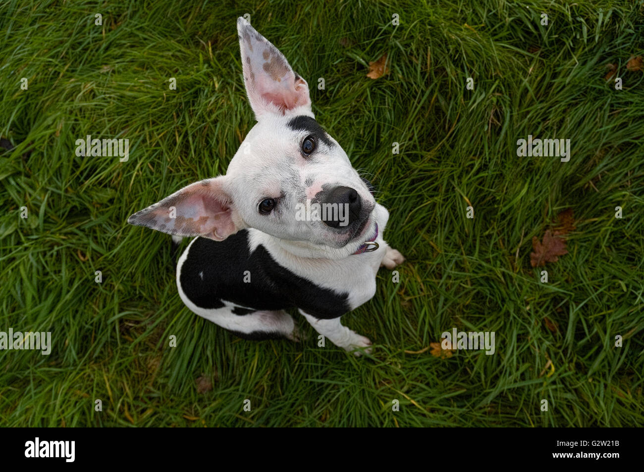Mixed breed dog with large pointed ears and black and white markings looking up directly at the camera Stock Photo